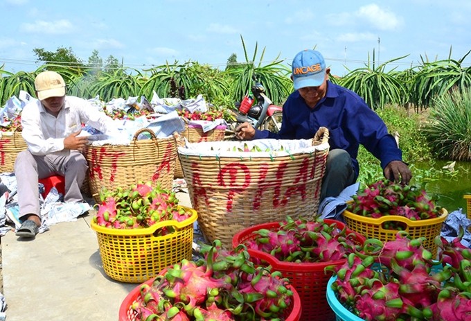 베트남 농산물 시장의 다양화 - ảnh 1