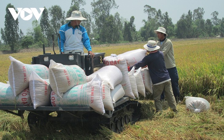 베트남 쌀 수출 가격, 계속 상승 - ảnh 1