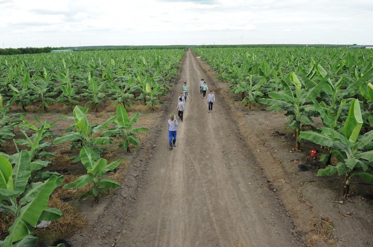 빈즈엉: 여러 우대 정책으로 농업 투자 열풍 일으켜 - ảnh 2