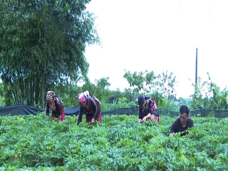 라이쩌우(Lai Châu)성 산간의 ‘넉넉한 약초 정원’ - ảnh 1