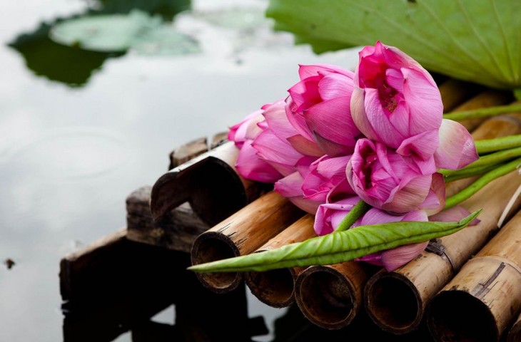 6월 하노이의 연꽃과 연못 - ảnh 2