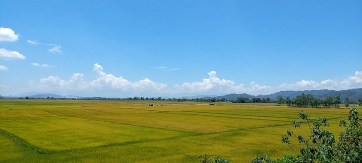닥농성 끄롱노현 화산지대에서 생산되는 쌀 - ảnh 1