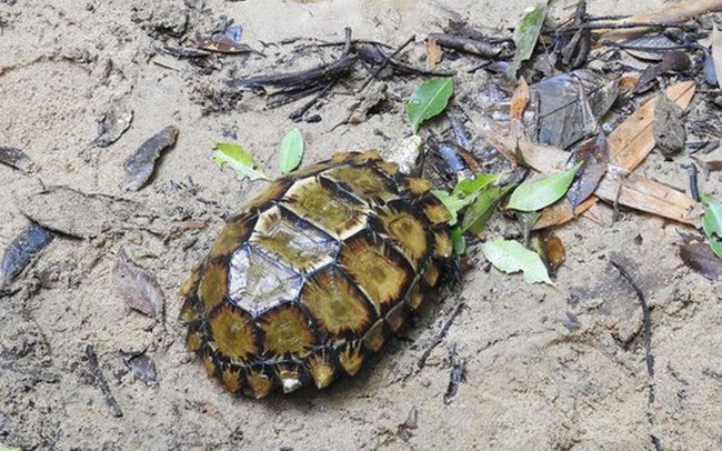 카인화성 혼바 자연보존구역에서 ‘임프레스드 거북’ 발견 - ảnh 1