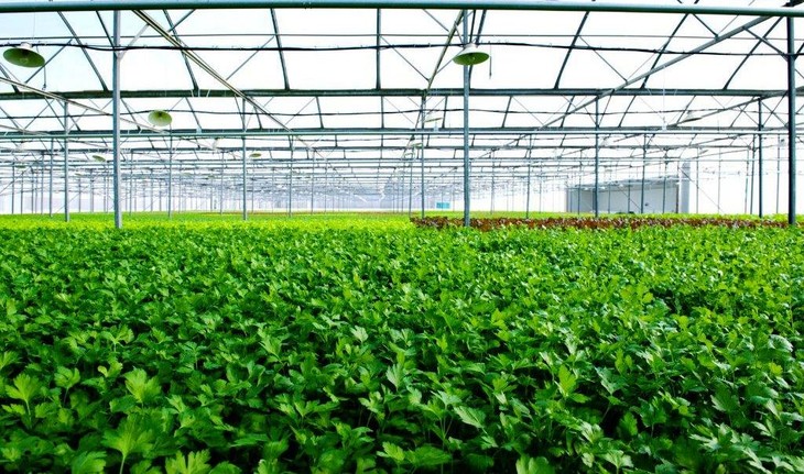 지속가능한 녹색 농업 발전 - ảnh 1