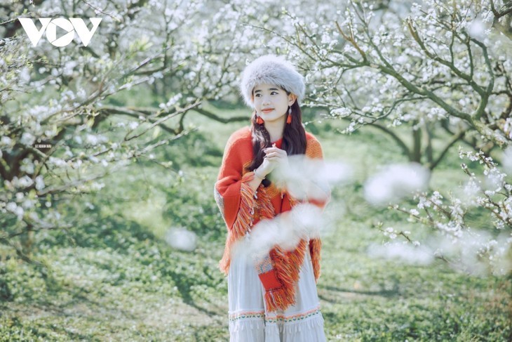 목쩌우 고원의 아름다운 자두 꽃 - ảnh 9