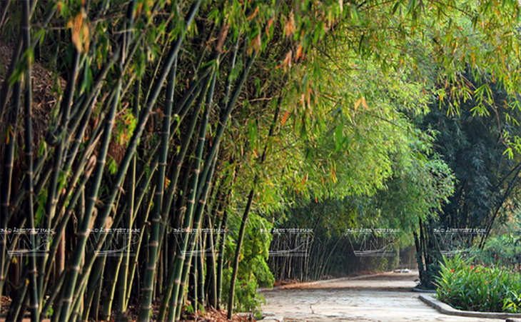 호찌민시의 백년 대나무 방직 공예 마을 - ảnh 1