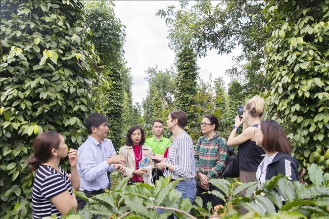 베트남 내 지속가능한 후추 생산 및 소비 촉진  - ảnh 2