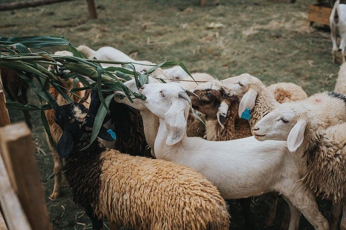 베트남의 동물농장들 - ảnh 1