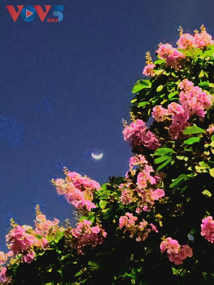하노이 거리를 채우는 낭만적인 보라색 바나바꽃 - ảnh 11