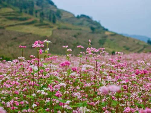 하장성 씬먼현, 베트남 최북쪽 국경지대의 아름다움 - ảnh 2