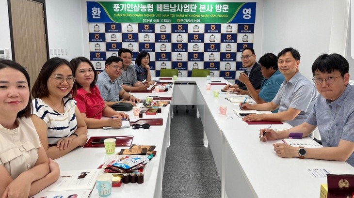 한국 – 베트남 기업 간 인삼 재배 협력 - ảnh 3