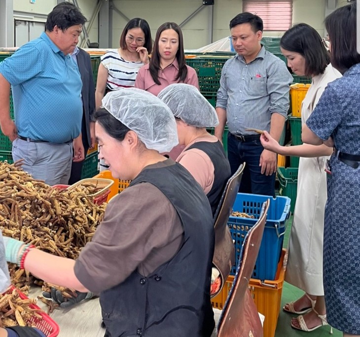 한국 – 베트남 기업 간 인삼 재배 협력 - ảnh 2