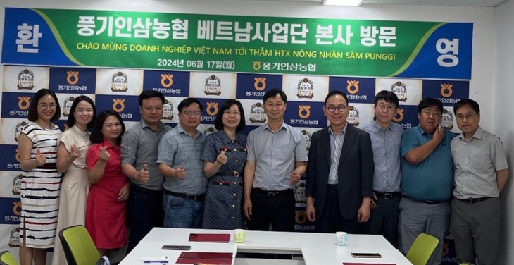 한국 – 베트남 기업 간 인삼 재배 협력 - ảnh 1