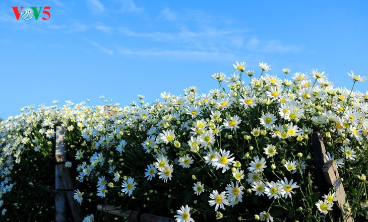រដូវផ្កាគ្រីសាន (Chrysanthemum) Hoa mi (ហាកមី) រីកនៅទីក្រុងហាណូយ - ảnh 19