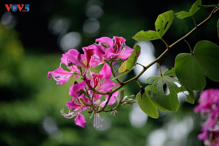 Bunga Ban Bermekaran Lebih Dini di Kota Ha Noi - ảnh 10