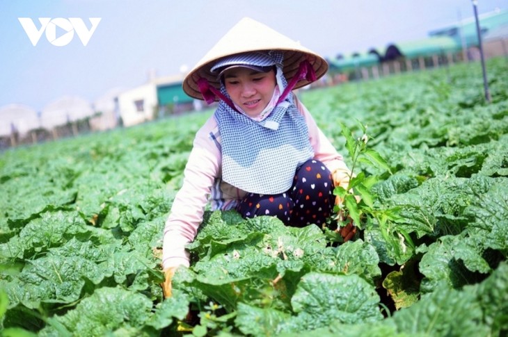 Provinsi Lam Dong Tingkatkan Nilai Hasil Pertanian Berkat Konektivitas Produksi Menurut Rantai - ảnh 2