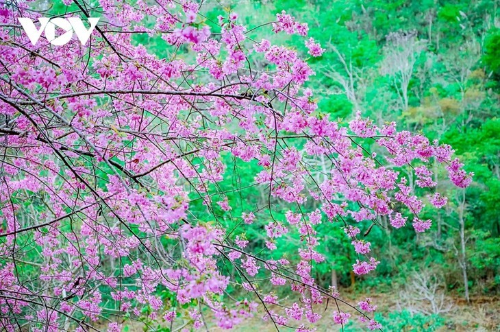 Melihat Jenis Bunga yang Tandakan Musim Semi di Daerah Dataran Tinggi Tay Bac - ảnh 8