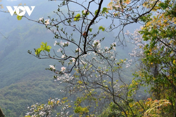 Bunga Ban Bermekaran, Mengundang Wisatawan ke Provinsi Dien Bien - ảnh 16