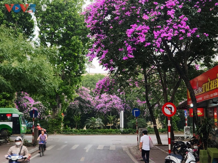 Warna Ungu yang Romantis dari Bunga Bungur Besar di Jalan-Jalan Kota Hanoi - ảnh 1