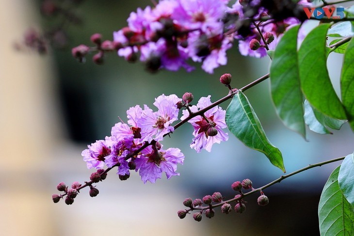 Warna Ungu yang Romantis dari Bunga Bungur Besar di Jalan-Jalan Kota Hanoi - ảnh 2