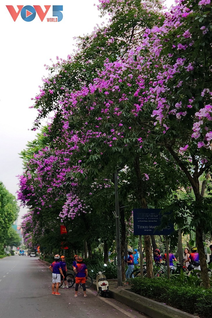 Warna Ungu yang Romantis dari Bunga Bungur Besar di Jalan-Jalan Kota Hanoi - ảnh 6