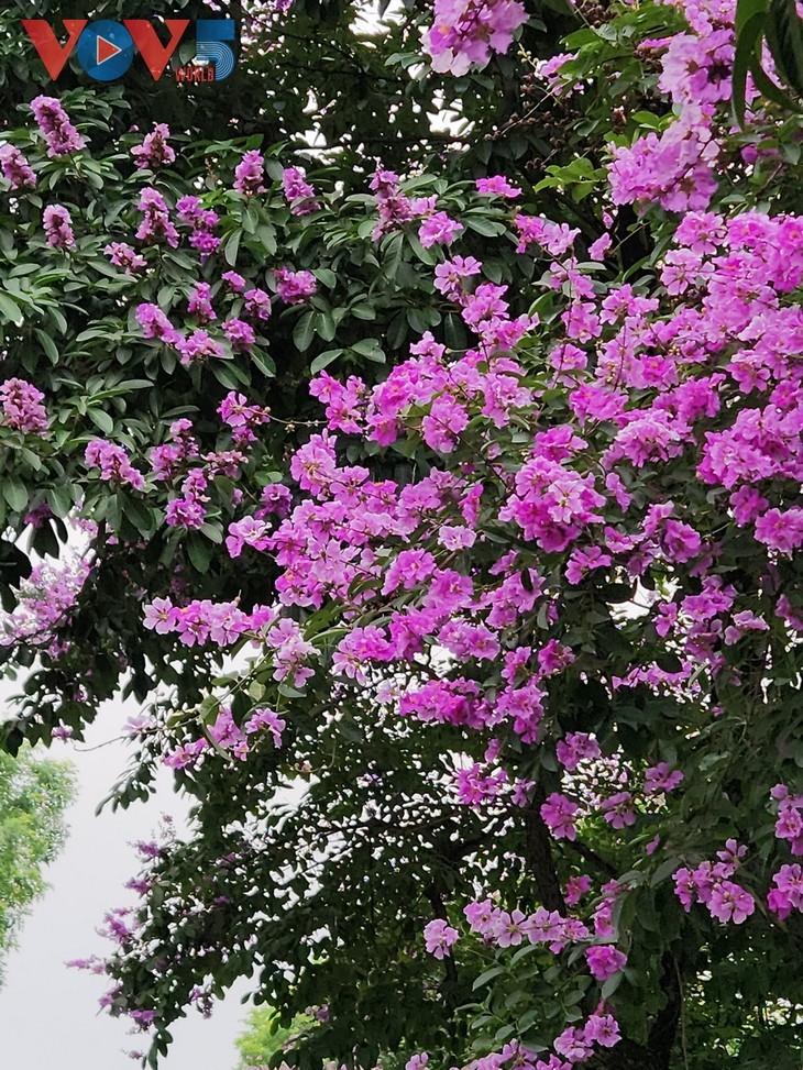 Warna Ungu yang Romantis dari Bunga Bungur Besar di Jalan-Jalan Kota Hanoi - ảnh 3