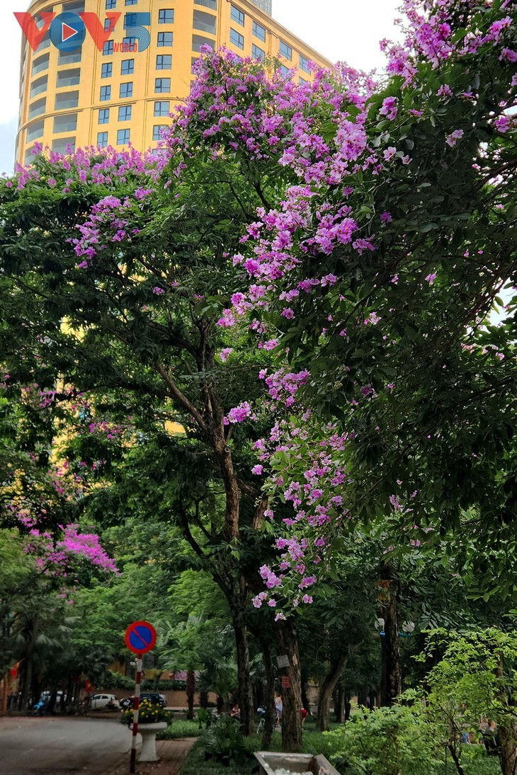 Warna Ungu yang Romantis dari Bunga Bungur Besar di Jalan-Jalan Kota Hanoi - ảnh 7