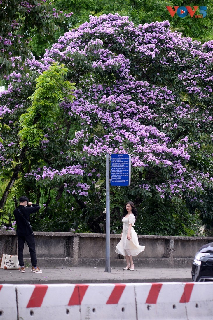 Warna Ungu yang Romantis dari Bunga Bungur Besar di Jalan-Jalan Kota Hanoi - ảnh 8