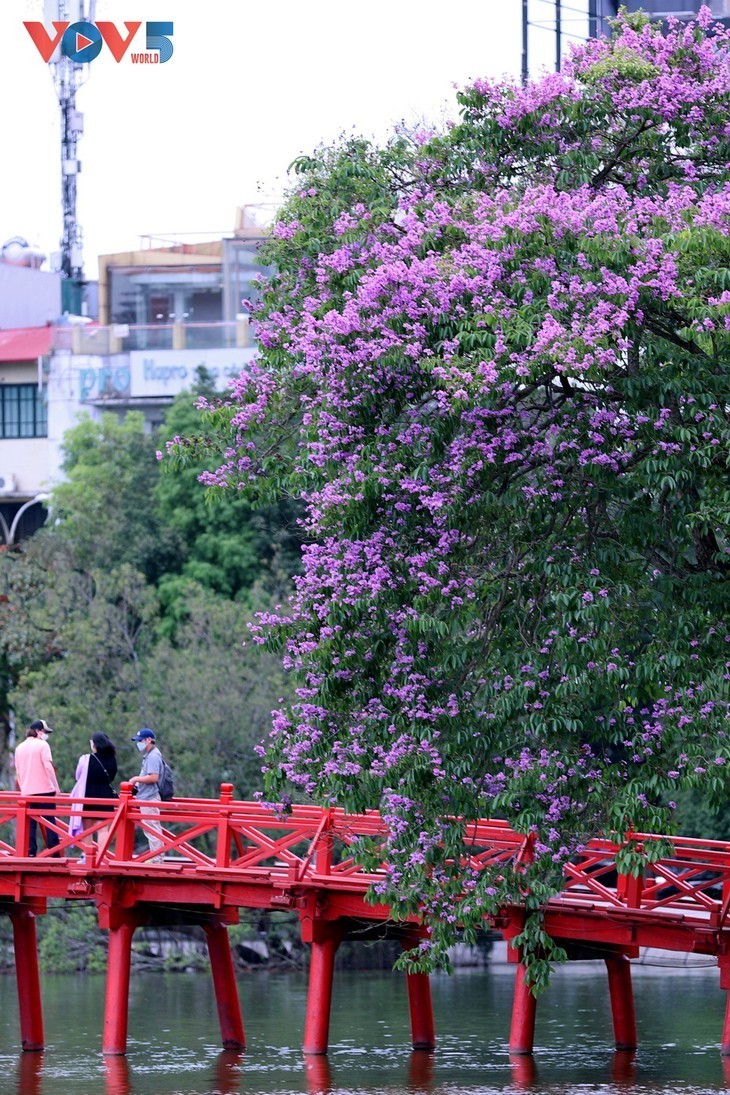Warna Ungu yang Romantis dari Bunga Bungur Besar di Jalan-Jalan Kota Hanoi - ảnh 10