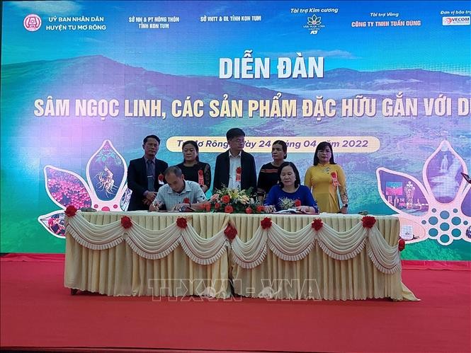 Provinsi Kontum Menjadikan Ginseng Ngoc Linh Menjadi Produk Pariwisata - ảnh 1