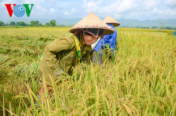 以国际标准生产稻米  提高竞争力 - ảnh 1
