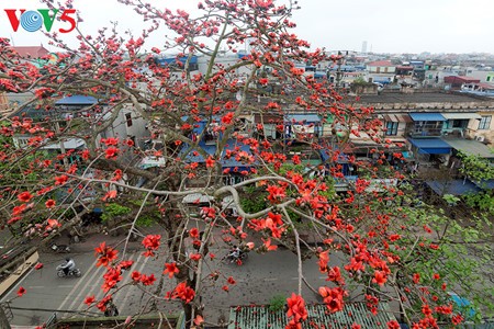 越南北部乡村鲜艳夺目的红色木棉花 - ảnh 5
