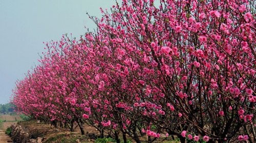 戊戌春节盆栽桃树、金桔、柚子价格上涨 - ảnh 1