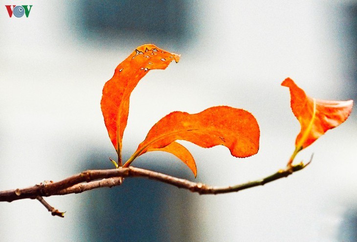 树叶的变化折射河内四季之美 - ảnh 4