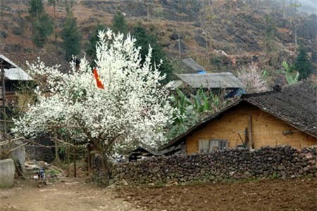 Traditional houses of Flowery Mong people  - ảnh 2