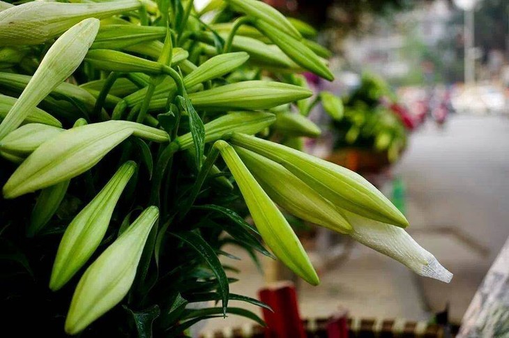 Madonna Lily - the flower of April - ảnh 2