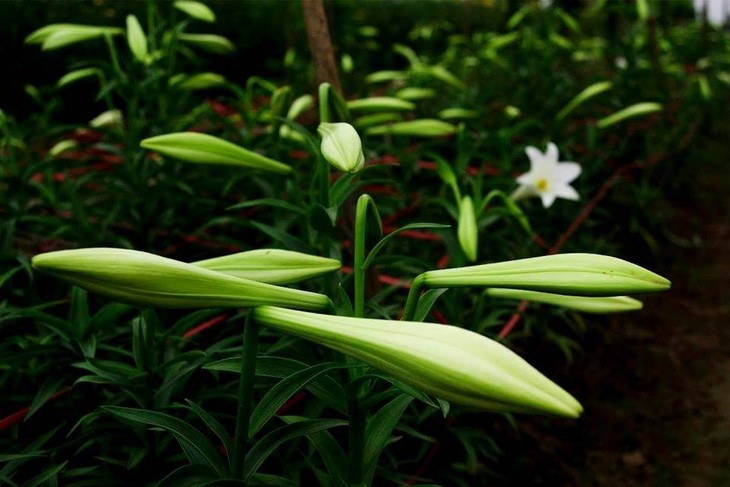 Madonna Lily - the flower of April - ảnh 3