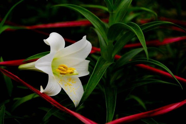 Madonna Lily - the flower of April - ảnh 4