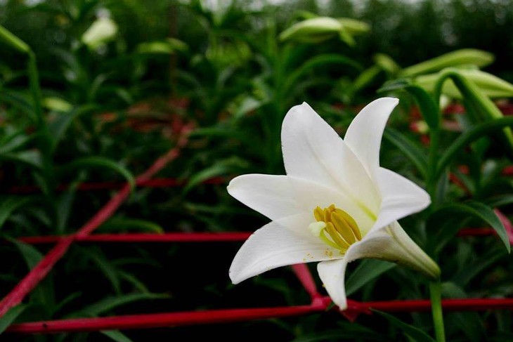 Madonna Lily - the flower of April - ảnh 7