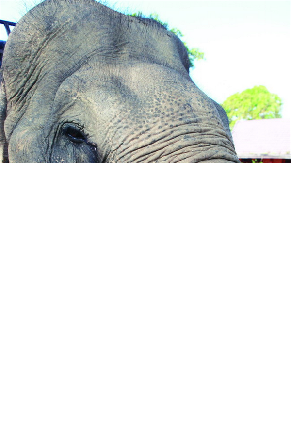 Central Highland elephants need urgent protection  - ảnh 12
