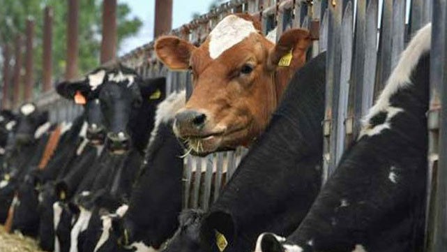 Australian cattle imports to Vietnam surge - ảnh 1