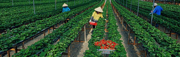 Visiting strawberry farms in Da Lat - ảnh 1