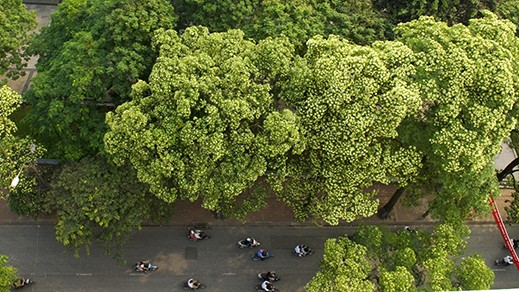 Fragrant Hoa Sua blossoming in Hanoi autumn - ảnh 1
