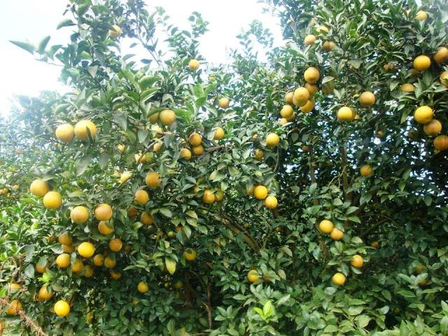 Dung Phong prioritizes orange growing to boost new rural development - ảnh 1