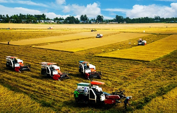 New cooperative models boost agricultural development - ảnh 1