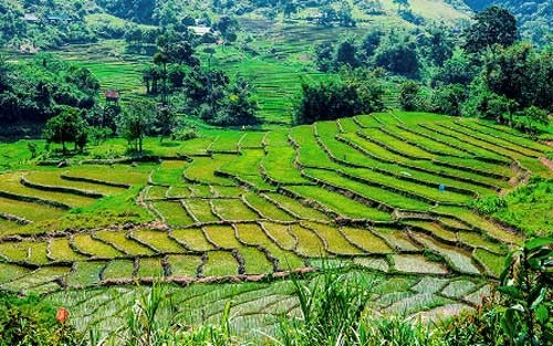Rice terraces in Quang Nam in harvest - ảnh 1