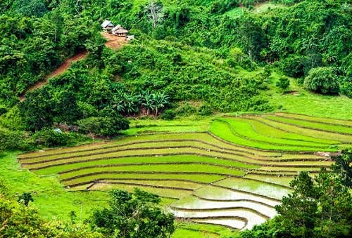Rice terraces in Quang Nam in harvest - ảnh 6