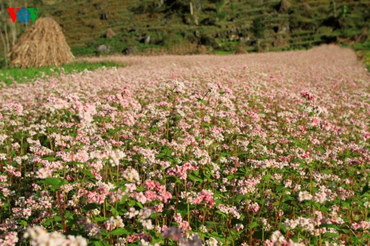 Ha Giang prepares for Buckwheat Flower Festival - ảnh 6
