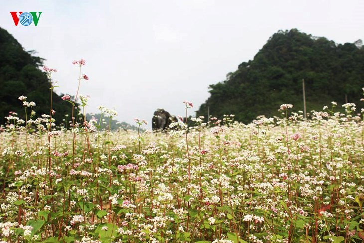 Ha Giang is appealing with beautiful buckwheat flowers - ảnh 1