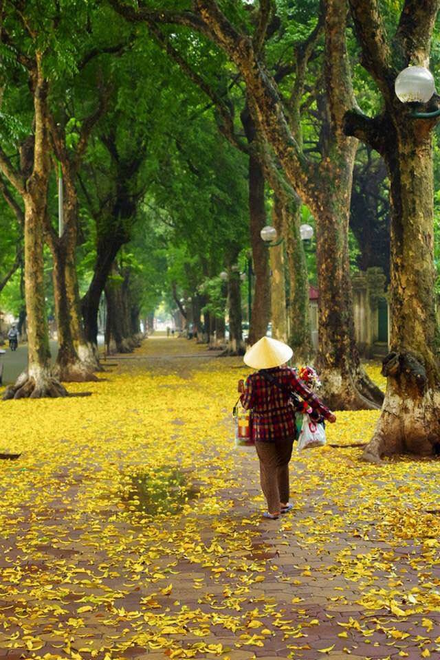 Hanoi's beauty in the season of falling leaves - ảnh 1